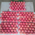 Shandong Fresh Red Fuji Apple2017 nova temporada